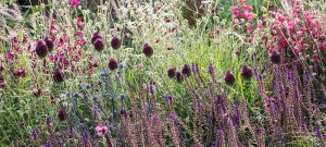 climate resilient planting combination dry garden purple planting scheme