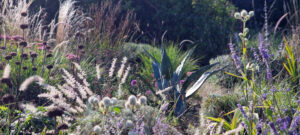 dry gardening plant selection planting combinations agave pennisetums light backlit grasses