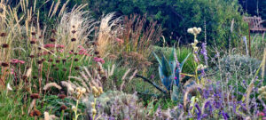 agave and grasses