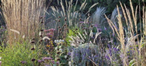 backlit grasses pennisetum fountain grasses low light sunlight