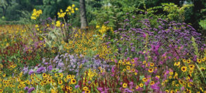 colourful planting colourful planting design garden design sussex annual and perennial planting