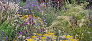 perennials grasses meadow style natural planting bee friendly mike harvey gardens