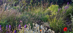 dry meadow planting naturalistic planting native planting grassy grasses chalk garden planting design