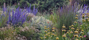 native plants native planting echium bee friendly planting exposed chalk garden planting design brighton garden design brighton landscape design