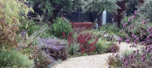 gravel path mediterranean style garden olive trees kitchen extension