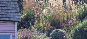 backlit grasses ornamental grasses steep hillside garden pink shed