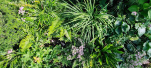 planting textures planting from above shade planting design ferns astrantia leaf shapes