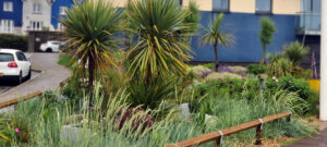 public planting cordyline gravel garden salt water flooding coastal planting scheme