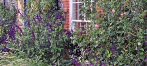 romantic garden design climbing roses best climbing roses salvia amistad country house flint wall flint house country house garden design south downs garden design