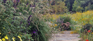 annual wildflowers yellow garden flowers fountain grasses country garden design cobble path salvia