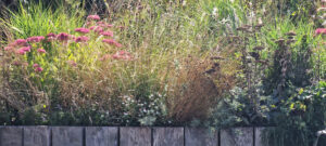 oak sleeper retaining wall curved late summer garden dry garden garden designer brighton saltdean