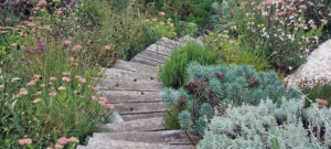 oak steps steep garden drought tolerant meadow planting steps through planting sussex garden design