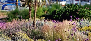 cordylines-and-mediterranean-shrubs