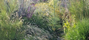 dry-garden-early-summer