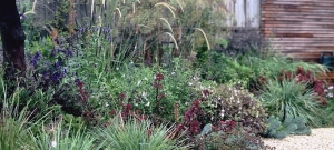 mixed-planting-of-grasses-and-perennials