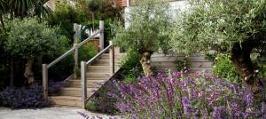 olive-trees-garden-design-brighton