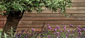 underplanted-olive-tree-brighton-garden-design